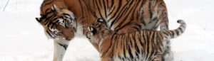 Tiger moms