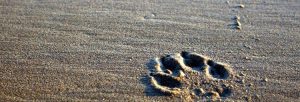 Explaining death (Part 2)