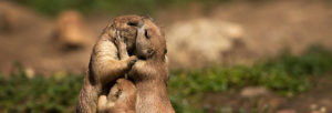 When to show affection and when to keep it in check