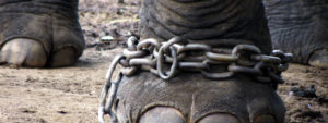The elephant and the rope