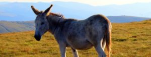 Your daughter is not a mule