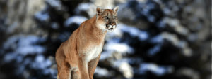 Cougars will hunt; protect your cubs