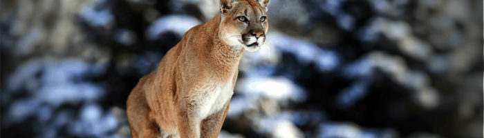 Cougars will hunt; protect your cubs
