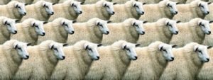 The birds and the bees (Part 5): Parthenogenesis
